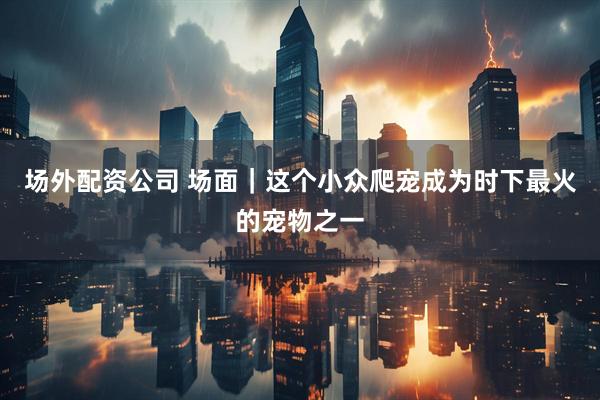 场外配资公司 场面｜这个小众爬宠成为时下最火的宠物之一